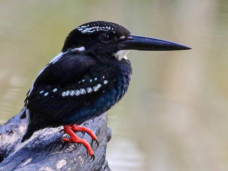 Martin pescatore argentato meridionale, Foto 2