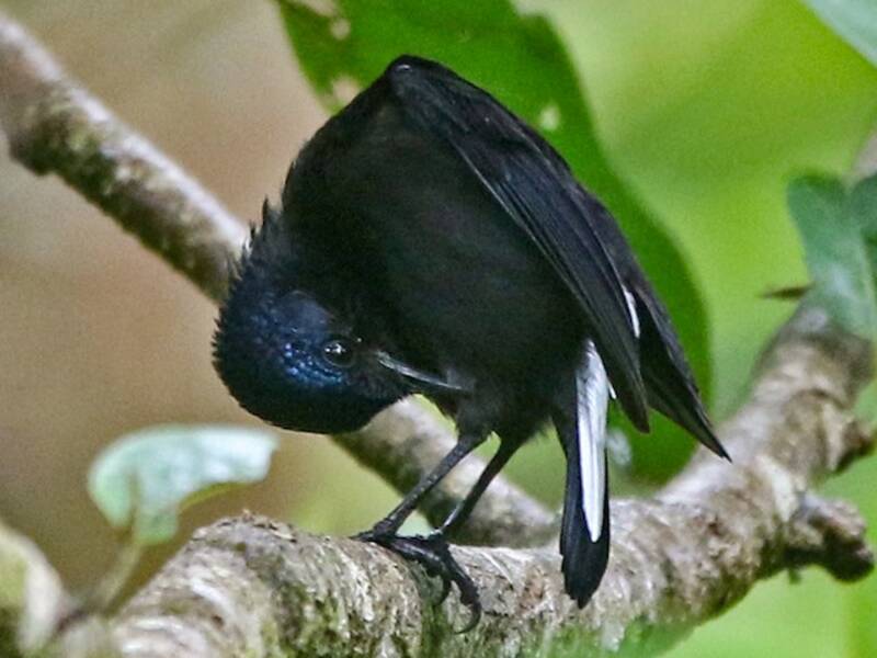 Taveuni Silktail (Lamprolia victoriae)