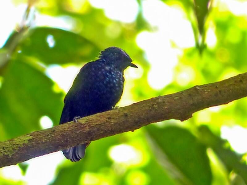 Natewa Silktail
