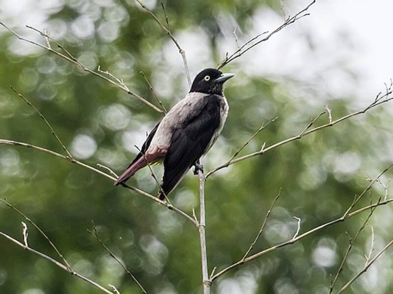 Silver Oriole, Photos 3