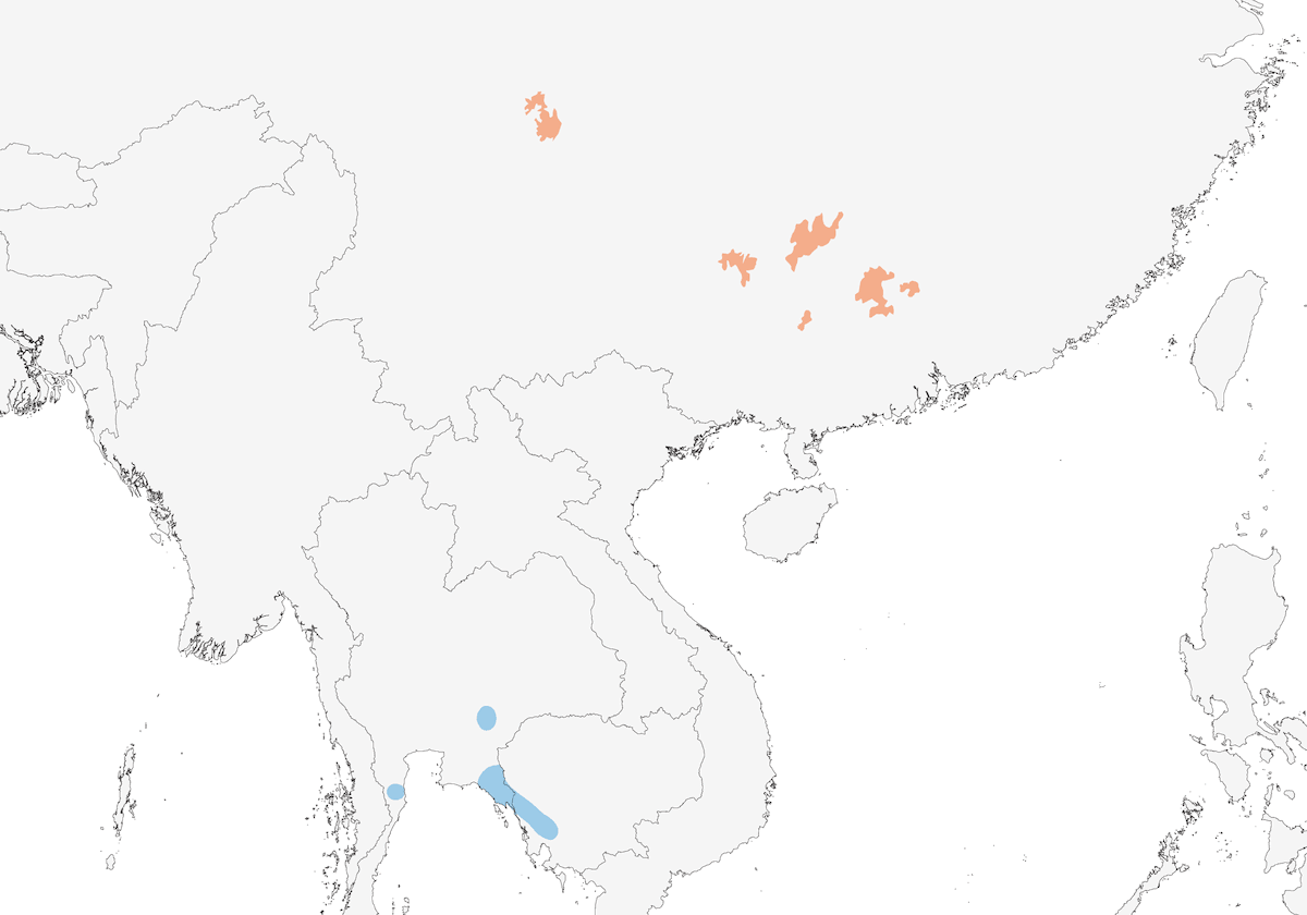 Silver Oriole, Distribution 1