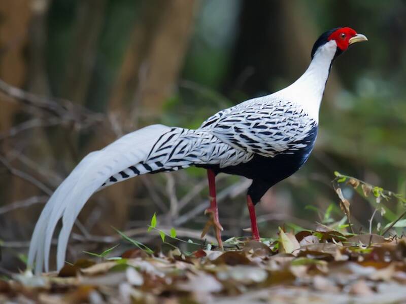 Silver Pheasant, 照片 4