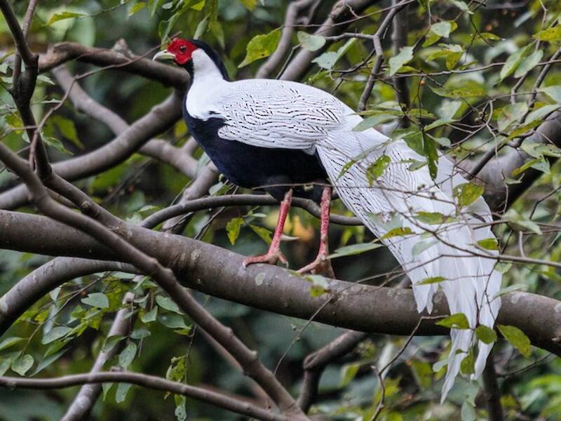 Silver Pheasant, 照片 2