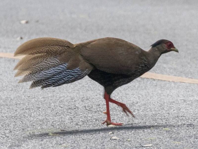 Silver Pheasant, 照片 3