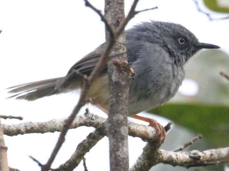Prinia de Sierra Leona, Fotos 3