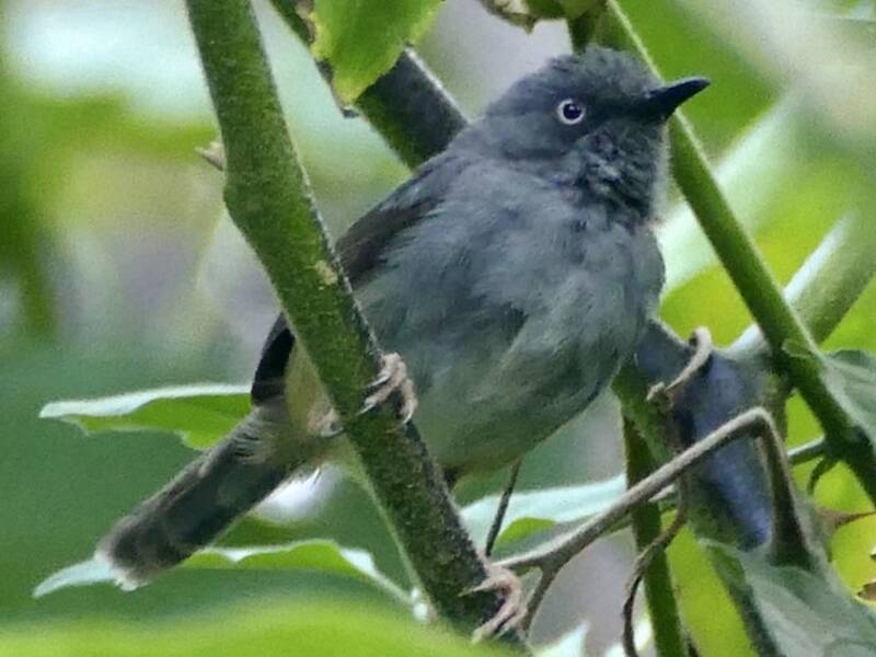 Prinia de Sierra Leona, Fotos 4