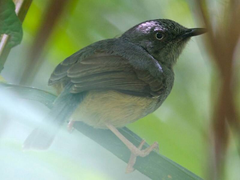Sierra-Leone-Prinia