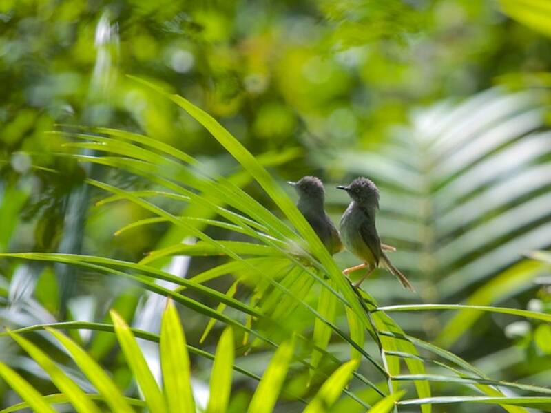Prinia de Sierra Leona, Fotos 2