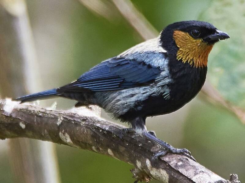 Tangara argenté