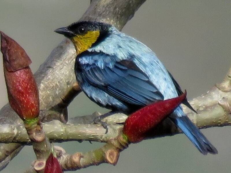 Silvery Tanager, Photos 2