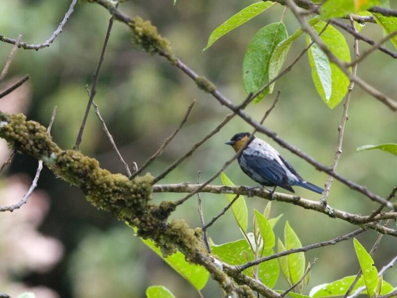 Silvery Tanager, Photos 4