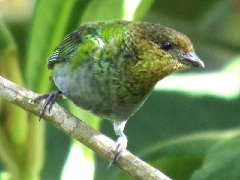 Silvery Tanager, Photos 3
