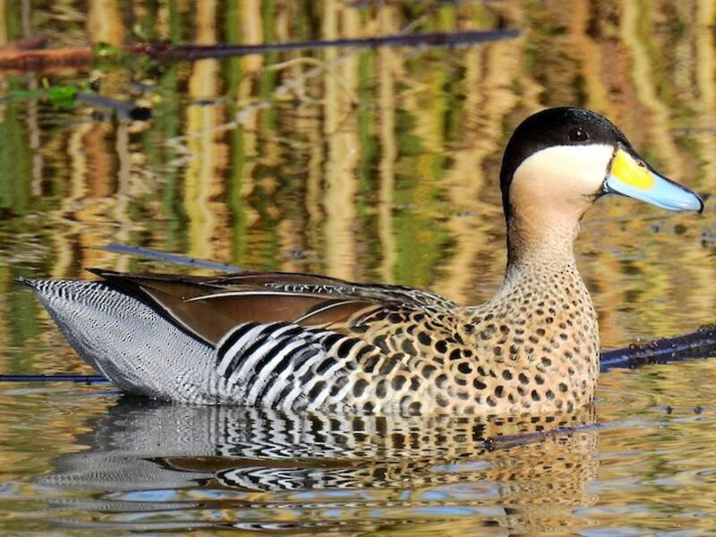 Silver Teal, Photos 3