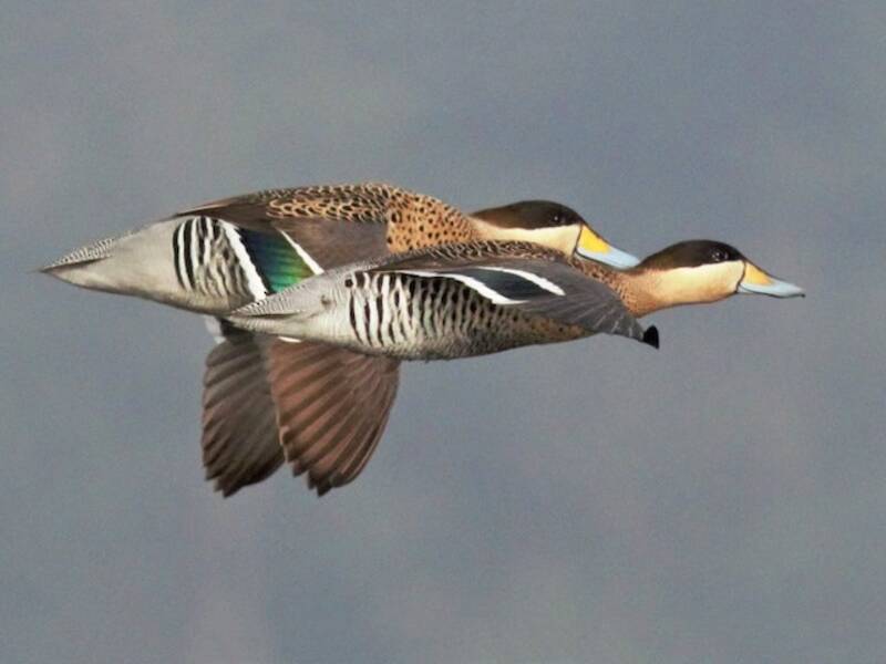 Silver Teal, Photos 2