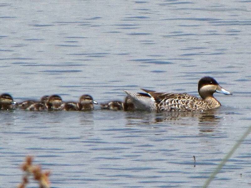Silver Teal, Photos 4