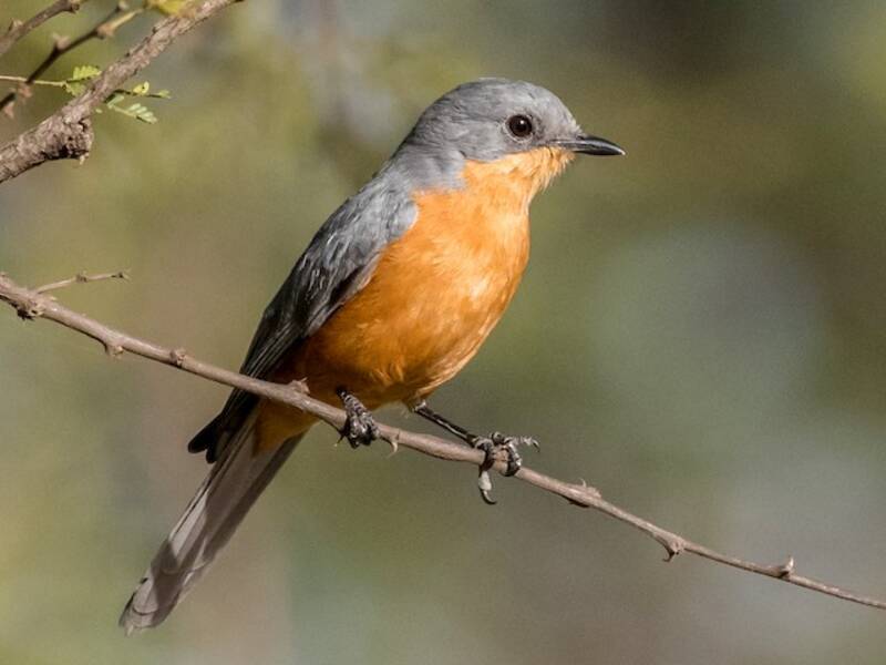 Pájaro plateado, Fotos 4