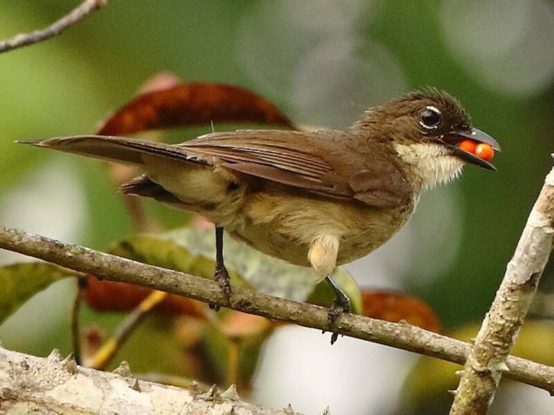 Bulbul Sencillo