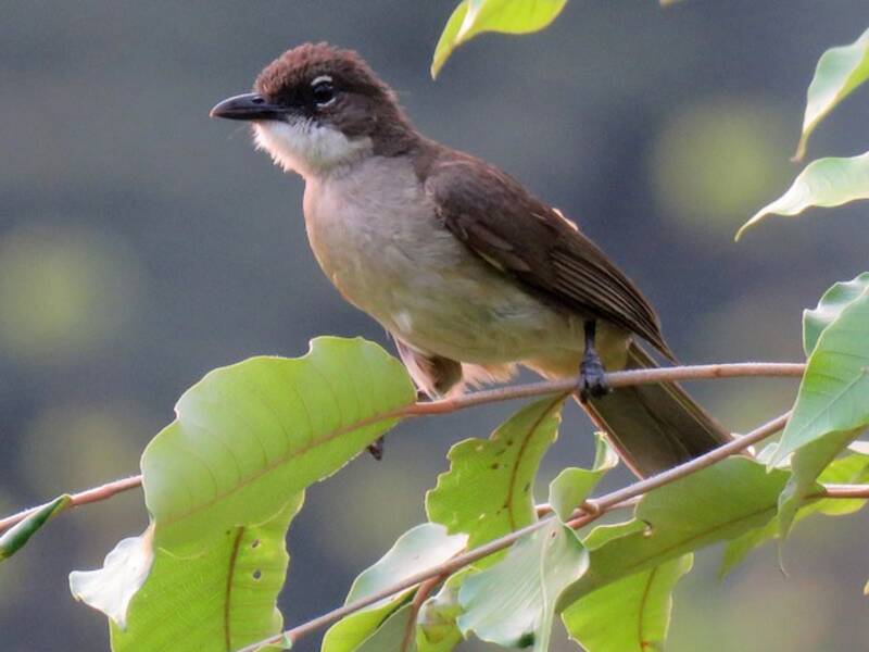 Bulbul semplice, Foto 2