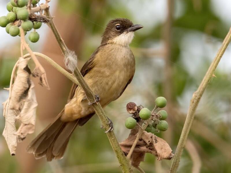 Bulbul semplice, Foto 3