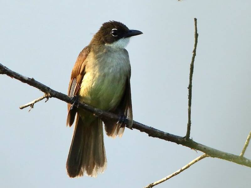 Bulbul semplice, Foto 4