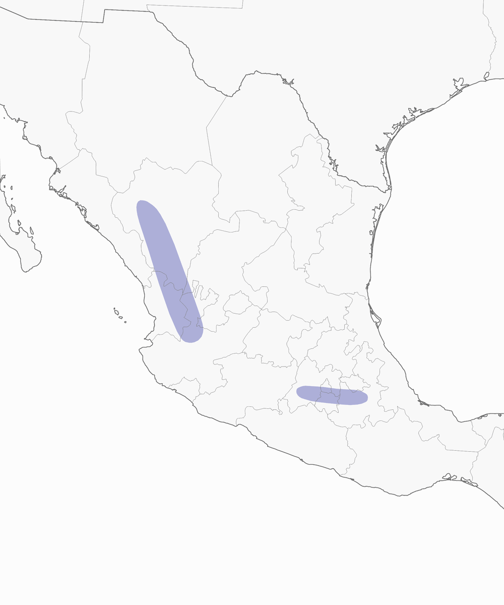 Gorrión de Sierra Madre, Distribución 1