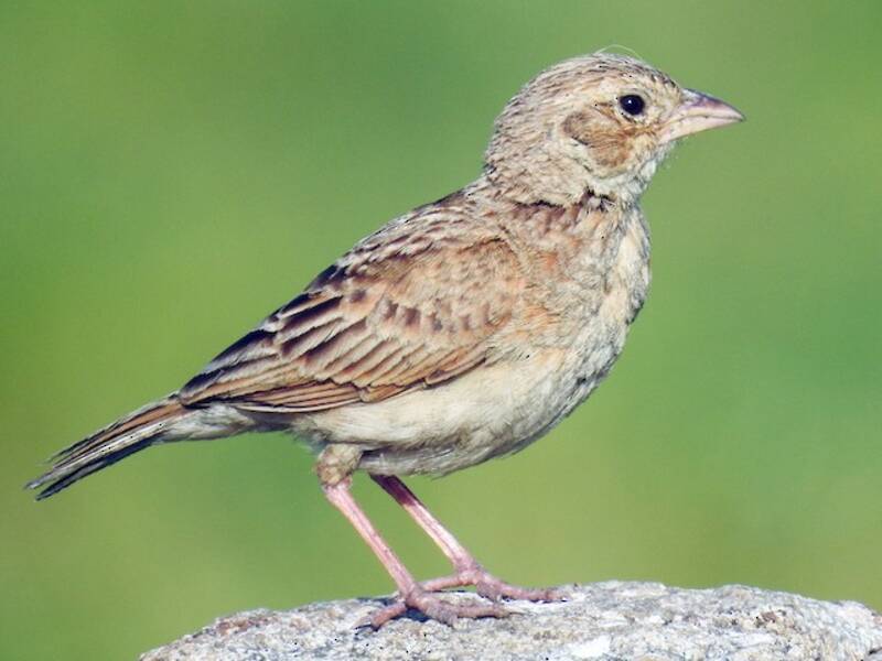 Singing Bushlark (Mirafra javanica)