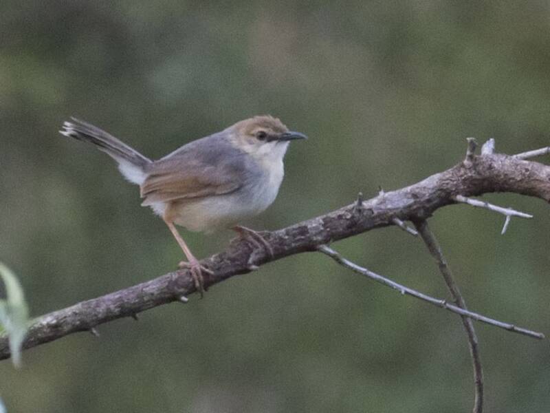 Sing-Cistensänger, Fotos 3
