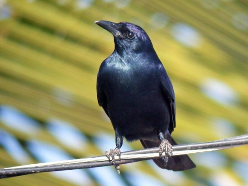 Sinaloa Crow