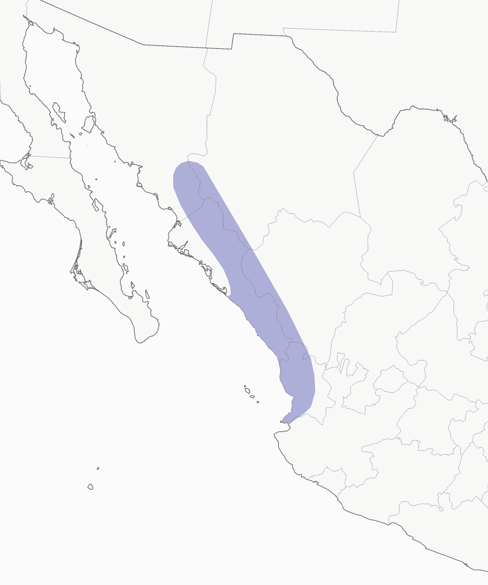 Cuervo de Sinaloa, Distribución 1