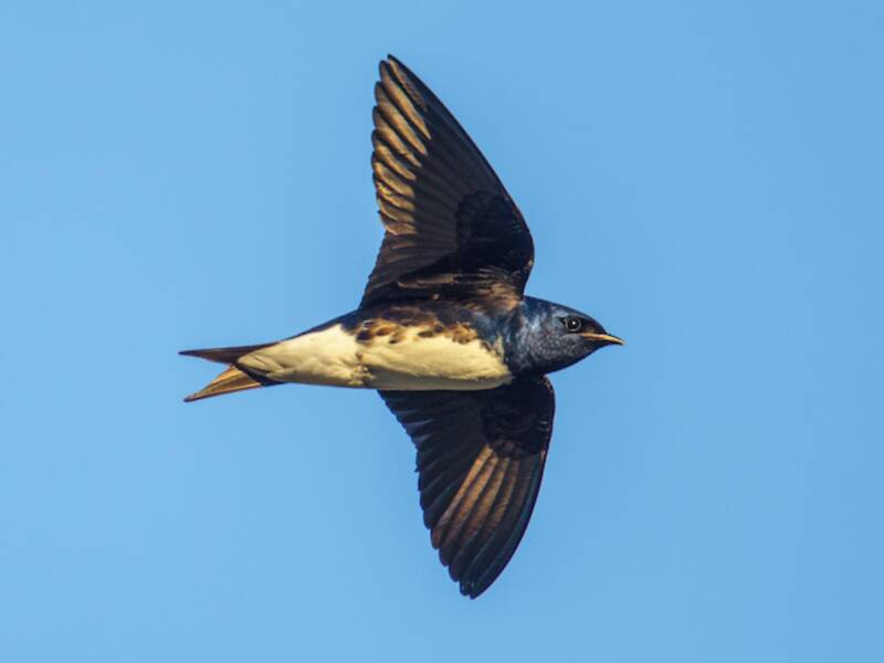 Hirondelle de Sinaloa, Photos 4