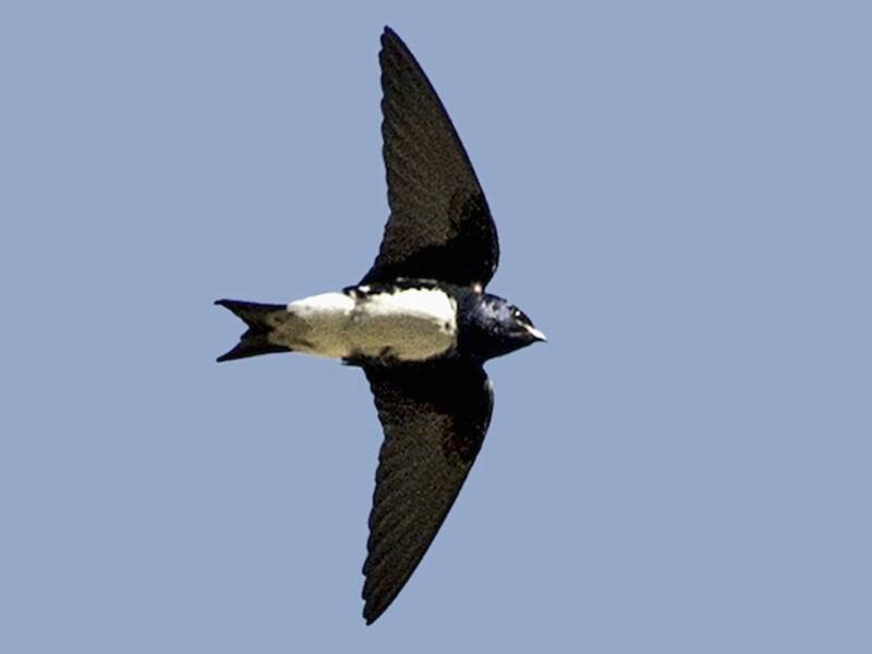 Hirondelle de Sinaloa, Photos 3