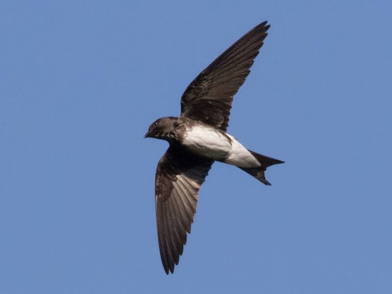 Hirondelle de Sinaloa