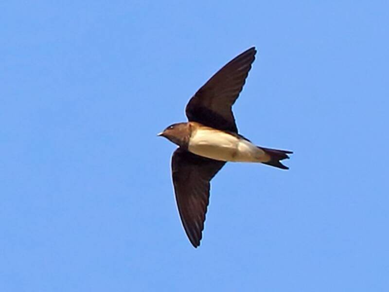 Hirondelle de Sinaloa, Photos 2