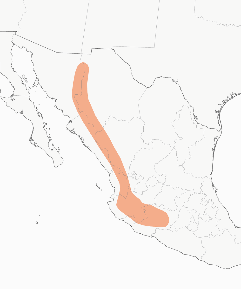 Hirondelle de Sinaloa, Distribution 1