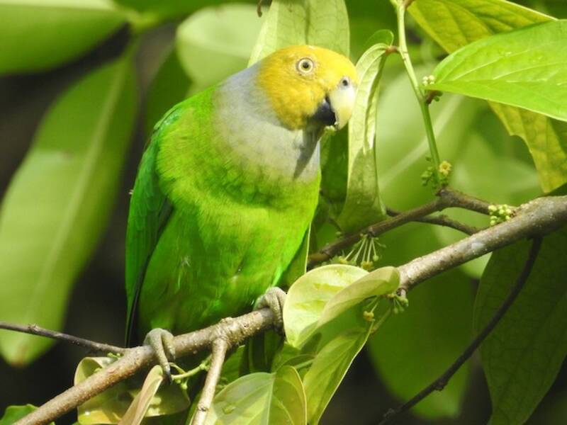 Singing Parrot, 照片 3