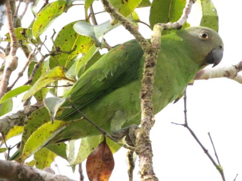 Singing Parrot