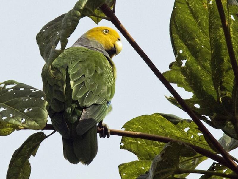 Singing Parrot, 照片 2