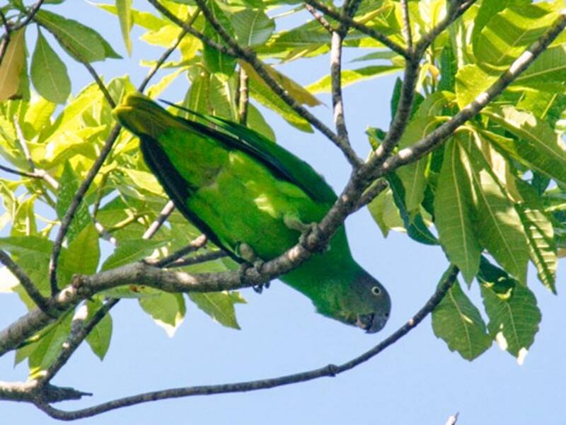 Singing Parrot, 照片 4