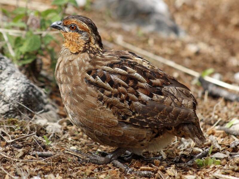 Singing Quail