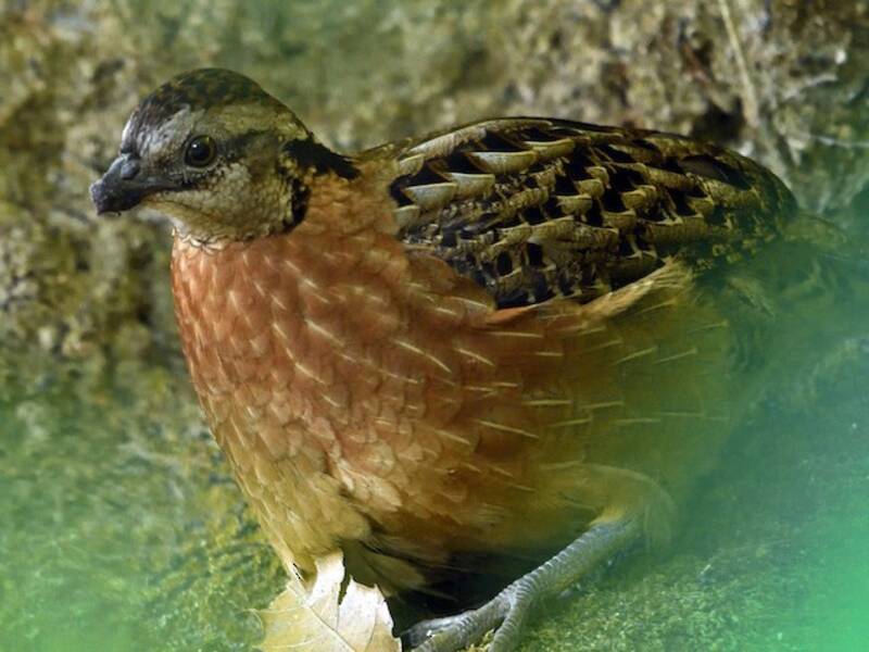 Singing Quail, 照片 4