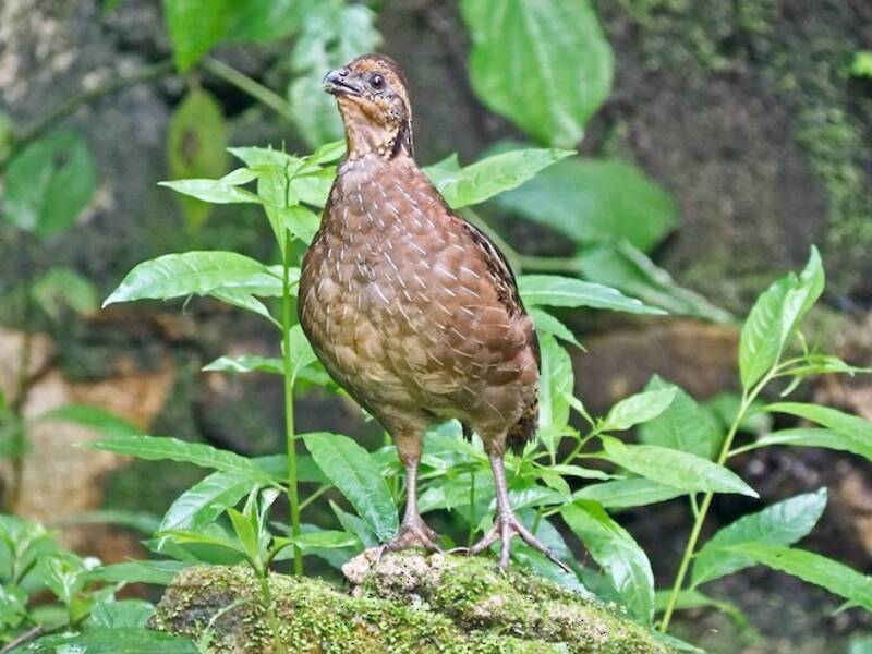 Singing Quail, 照片 2