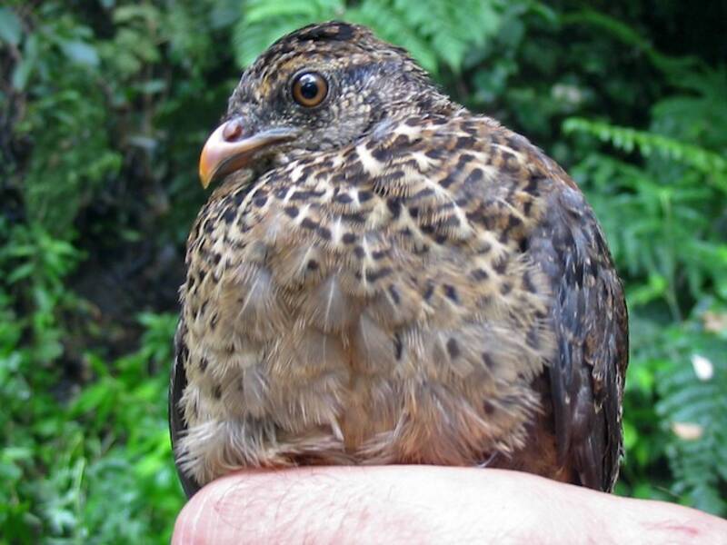 Singing Quail, 照片 3