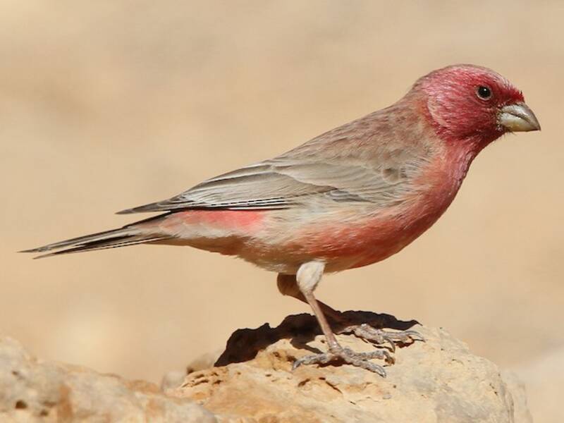 Sinai Rosefinch, Photos 3