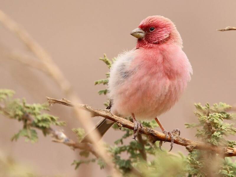 Sinai Rosefinch