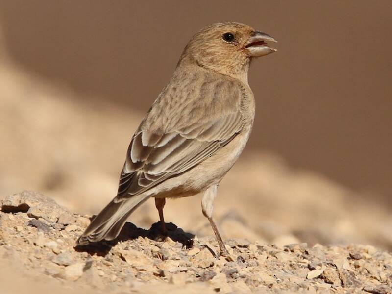 Sinai Rosefinch, Photos 4