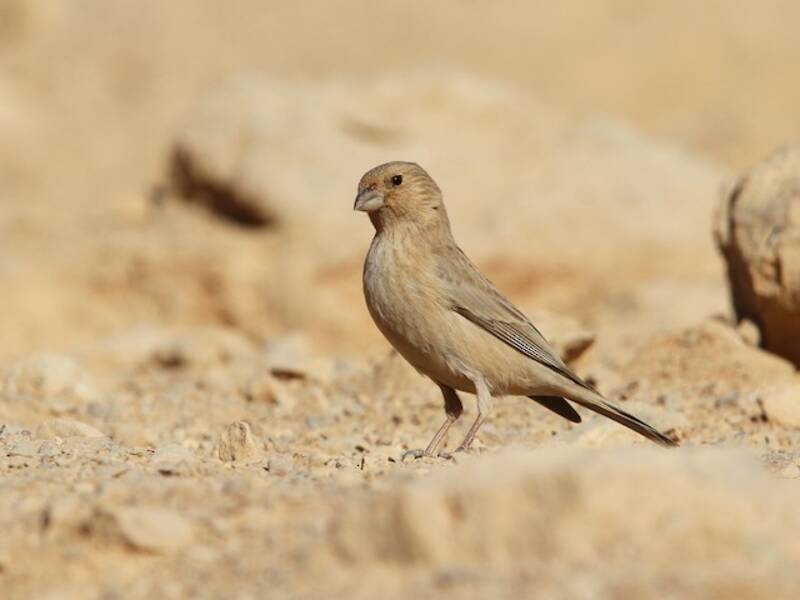 Sinai Rosefinch, Photos 2