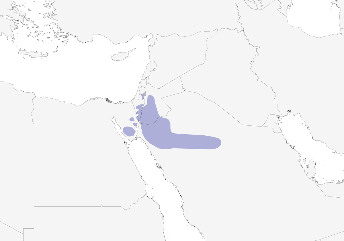 Sinai Rosefinch, Distribution 1