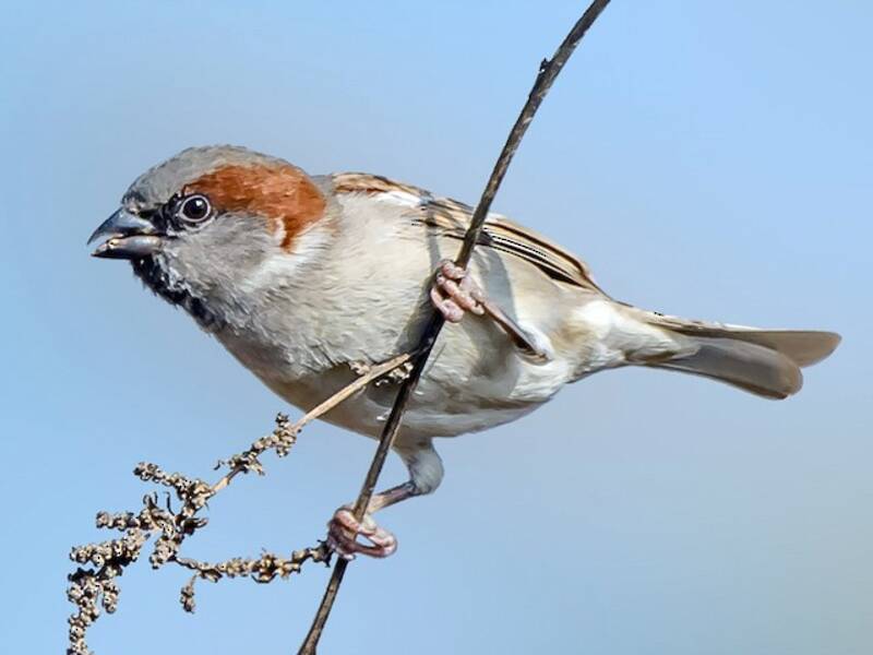 Moineau du Sind, Photos 3