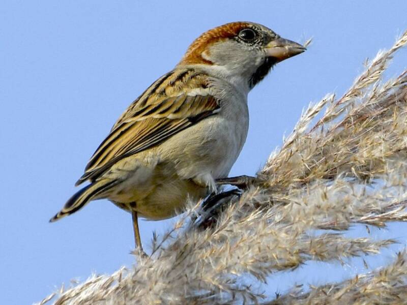 Sind Sparrow (Passer pyrrhonotus)