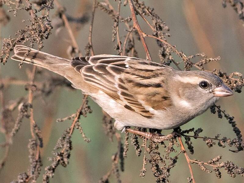 Moineau du Sind, Photos 2